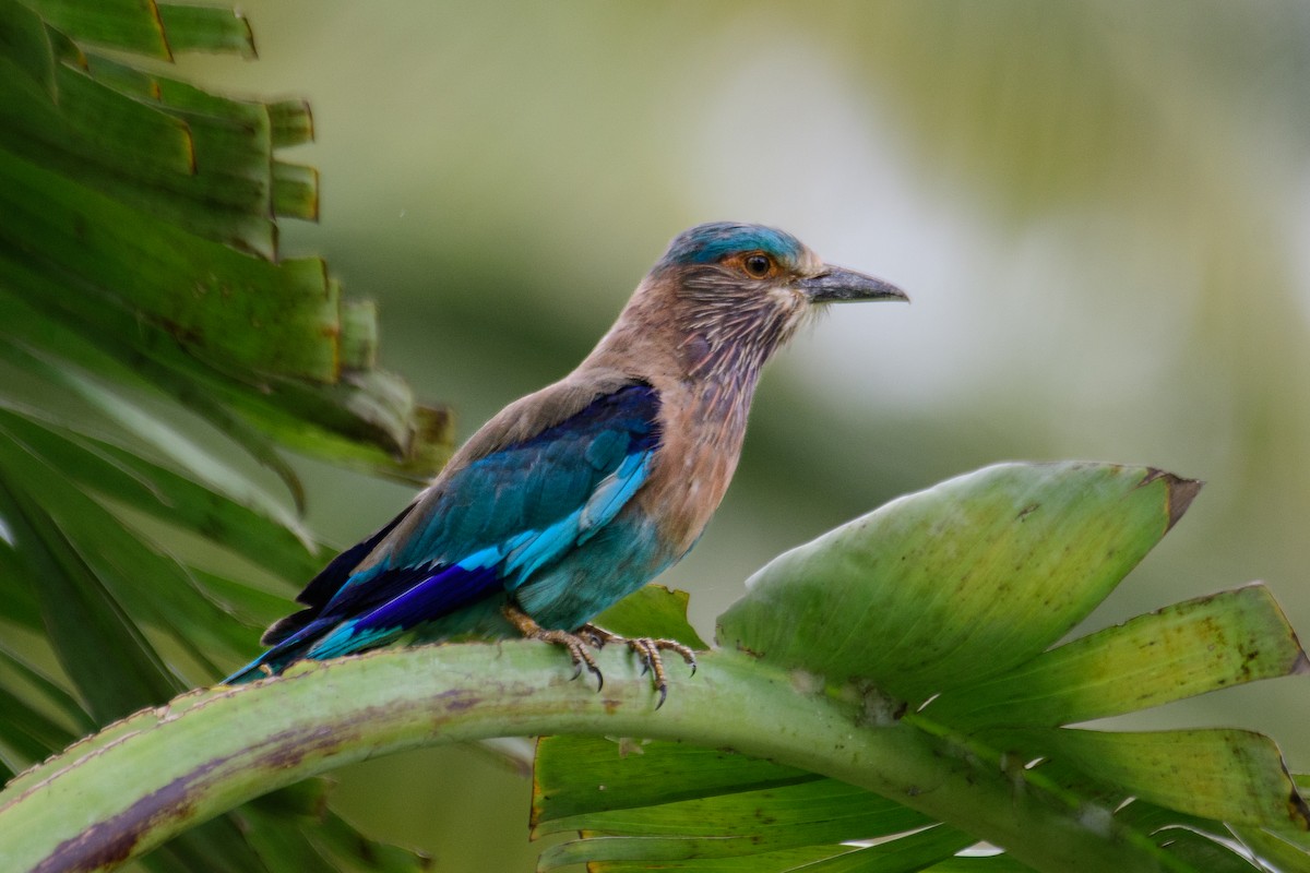 Indian Roller - ML619560429