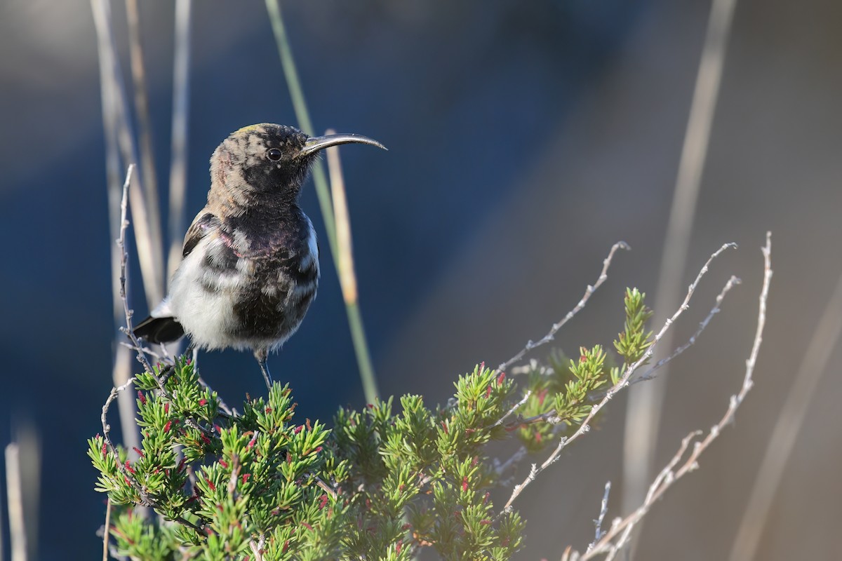 Dusky Sunbird - Regard Van Dyk