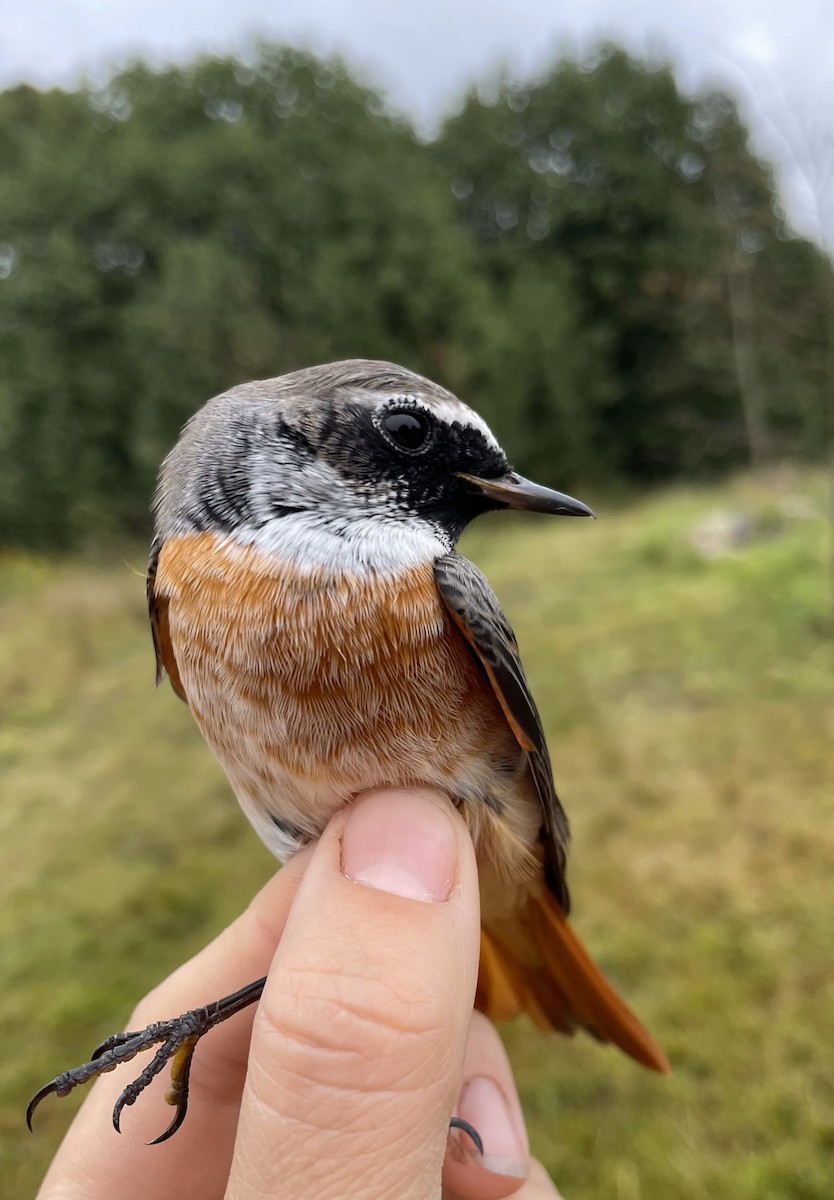 Black Redstart - Valery Treitsiak