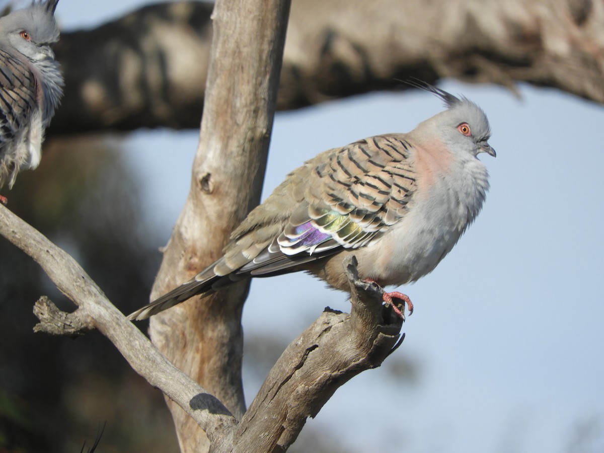 Crested Pigeon - Charles Silveira