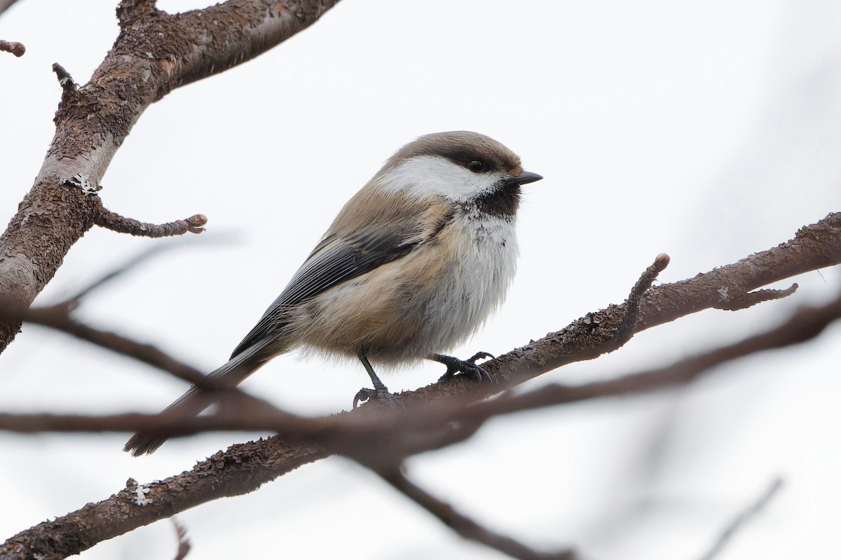 Gray-headed Chickadee - Eric Barnes