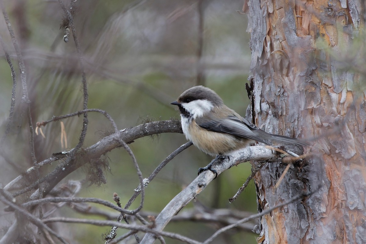 Gray-headed Chickadee - ML619560437