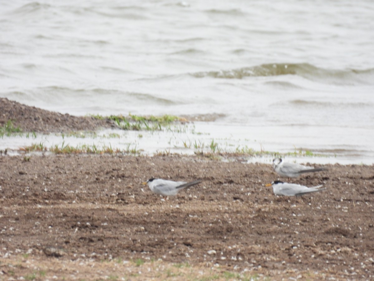 Little Tern - Ramesh Desai