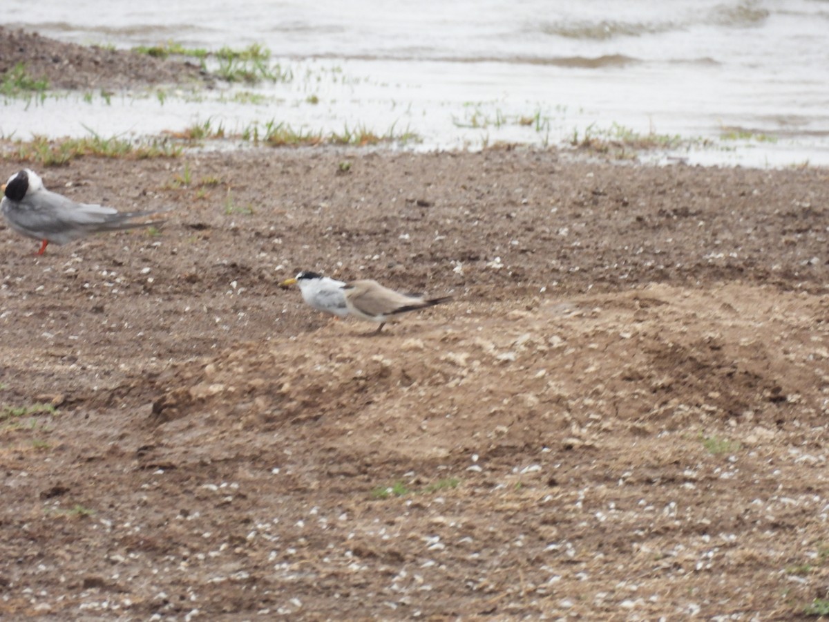 Little Tern - Ramesh Desai