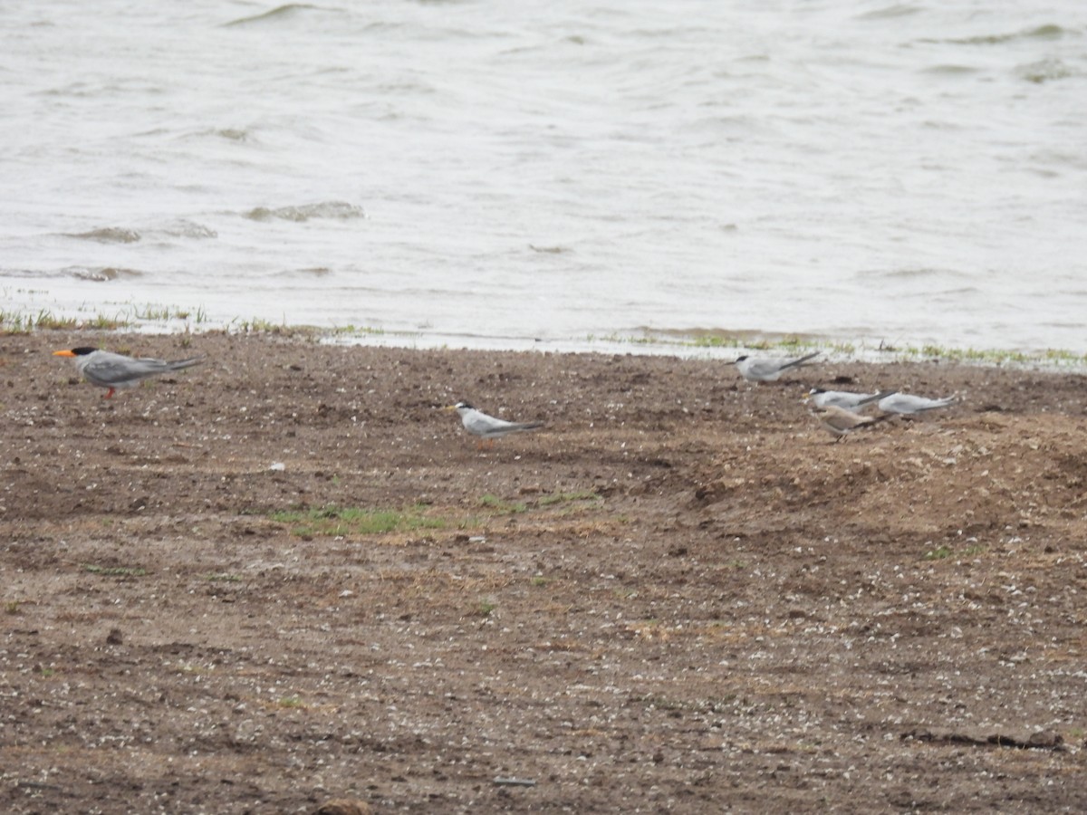 Little Tern - Ramesh Desai