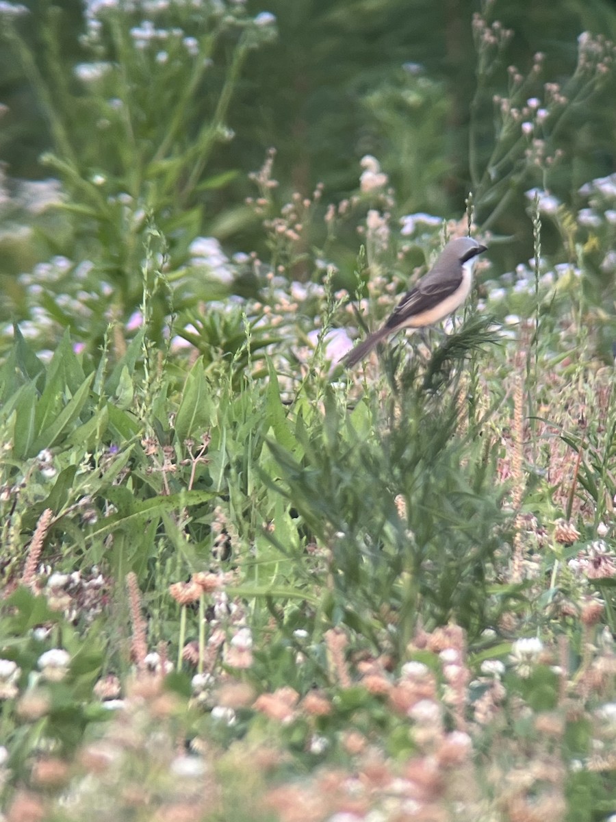 Brown Shrike - Shennan Jiang