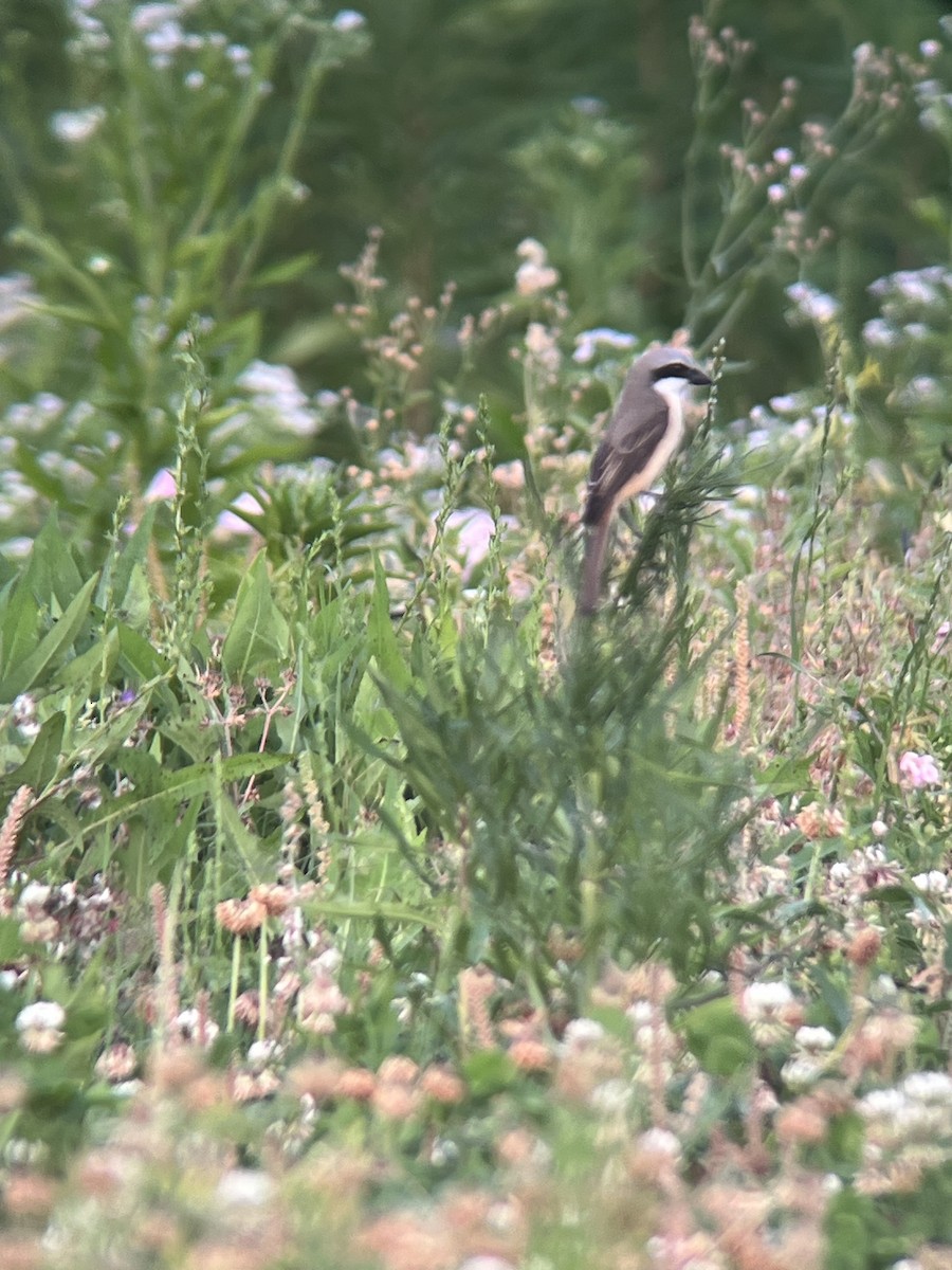 Brown Shrike - ML619560445