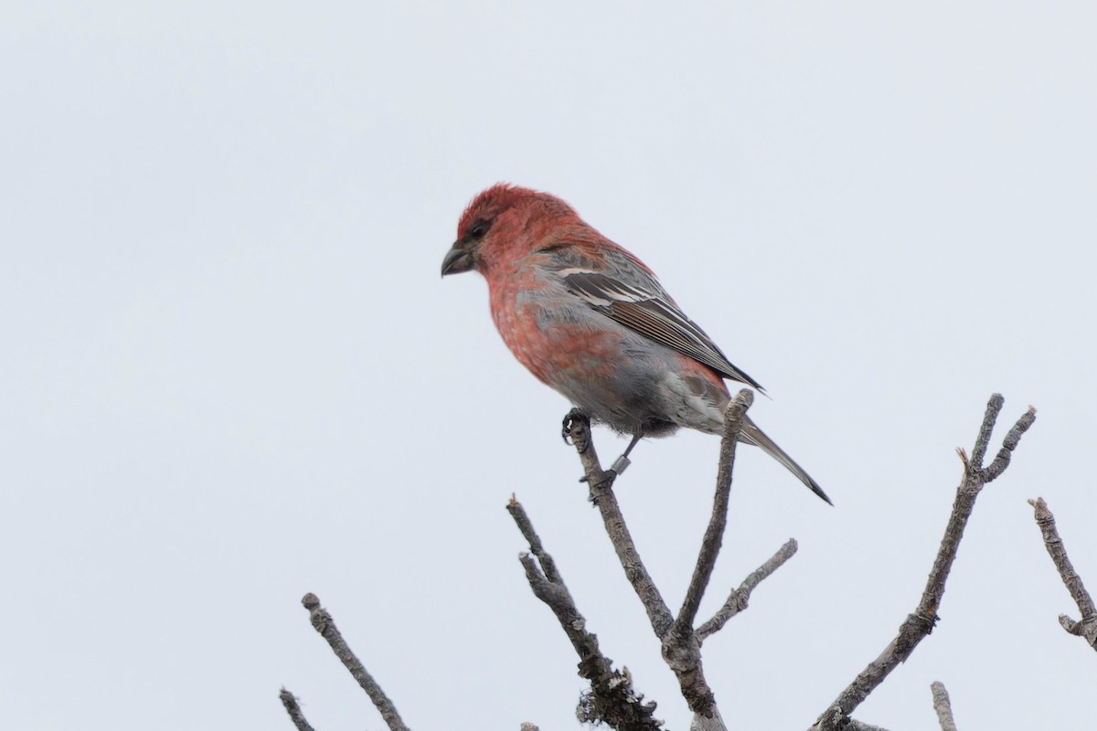 Pine Grosbeak - Eric Barnes