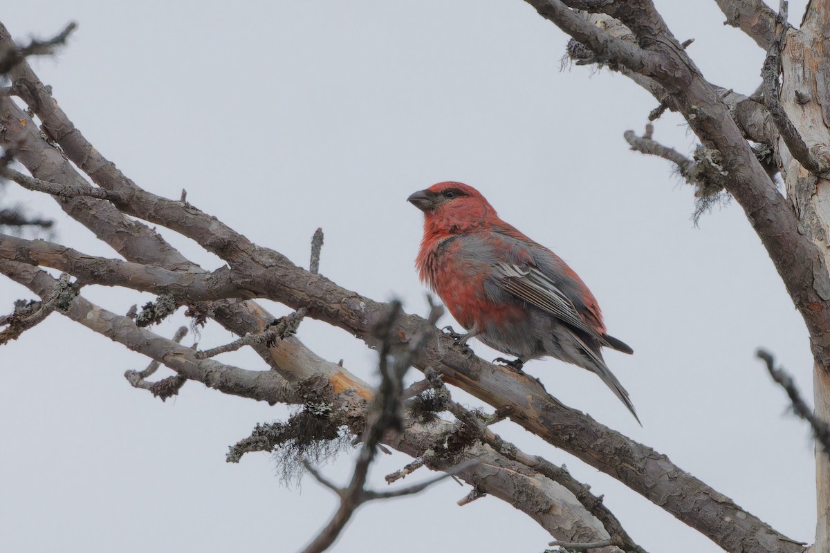 Pine Grosbeak - Eric Barnes