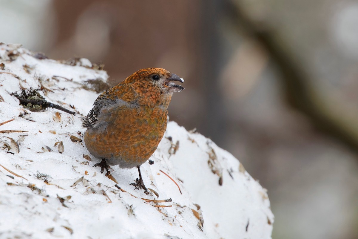 Pine Grosbeak - Eric Barnes