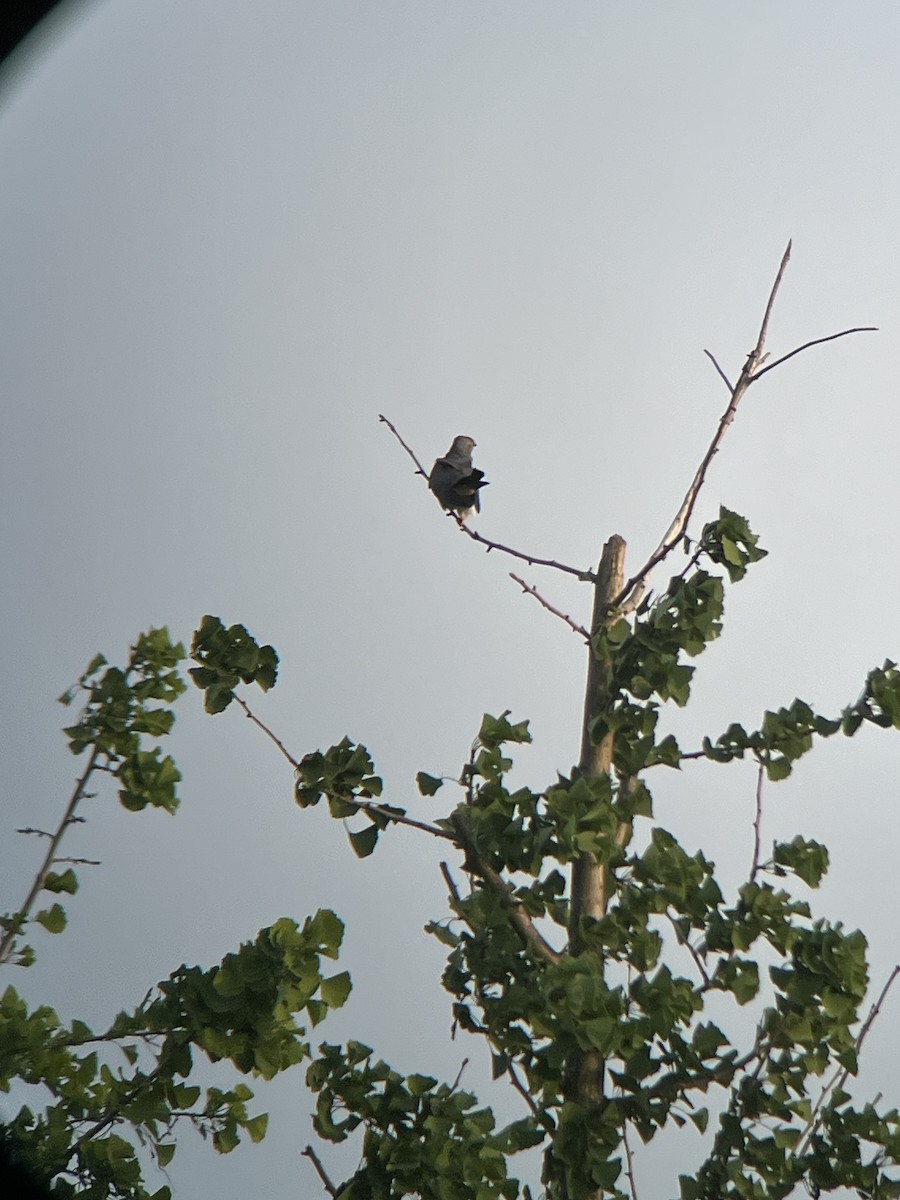 Common Cuckoo - Shennan Jiang