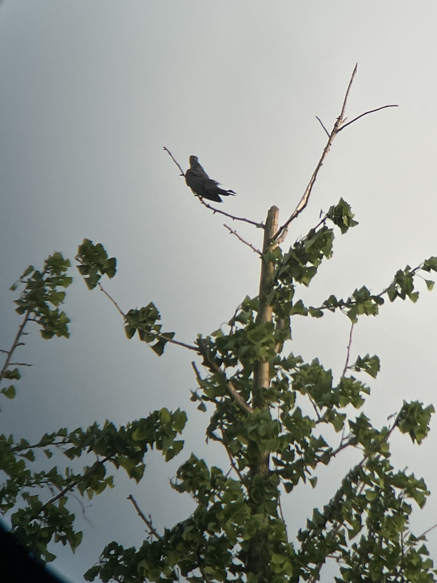 Common Cuckoo - Shennan Jiang