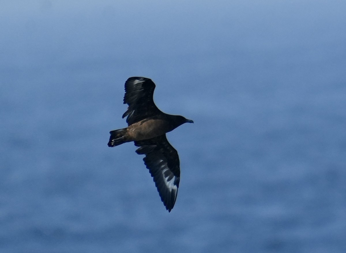 Brown Skua - Anthony Schlencker