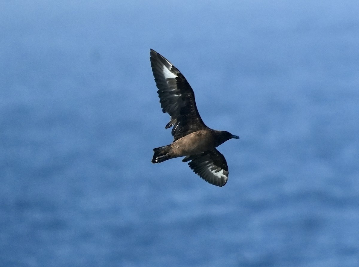 Brown Skua - Anthony Schlencker