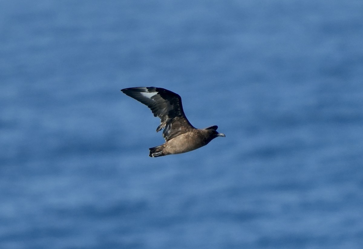 Brown Skua - Anthony Schlencker