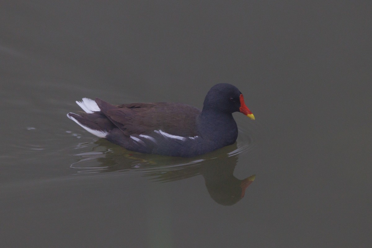 Eurasian Moorhen - Takao Kobayashi