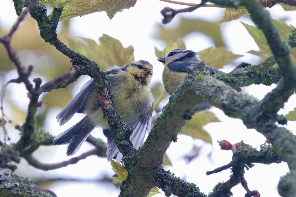 Eurasian Blue Tit - Takao Kobayashi