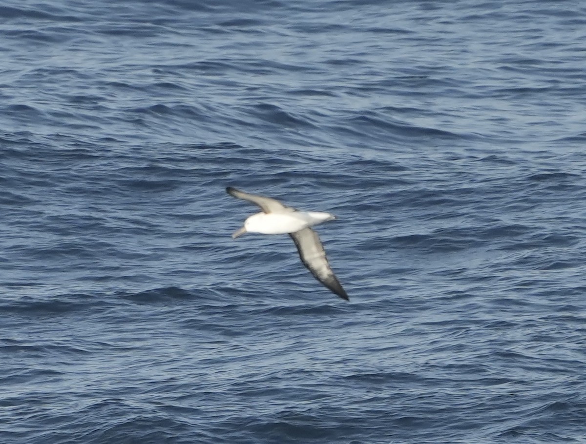 Atlantic Yellow-nosed Albatross - Anthony Schlencker
