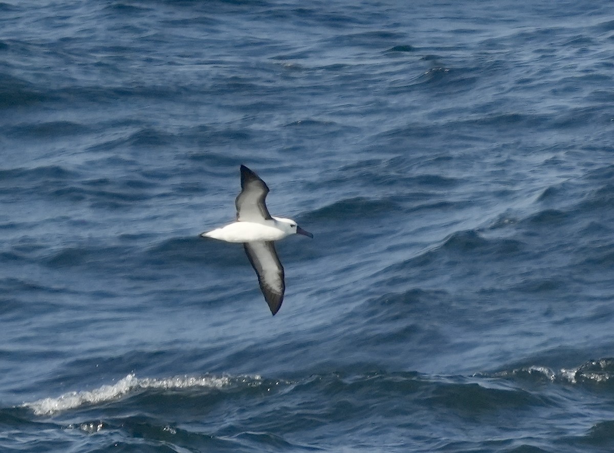 Atlantic Yellow-nosed Albatross - Anthony Schlencker