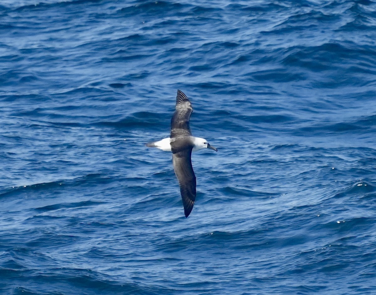 Atlantic Yellow-nosed Albatross - Anthony Schlencker