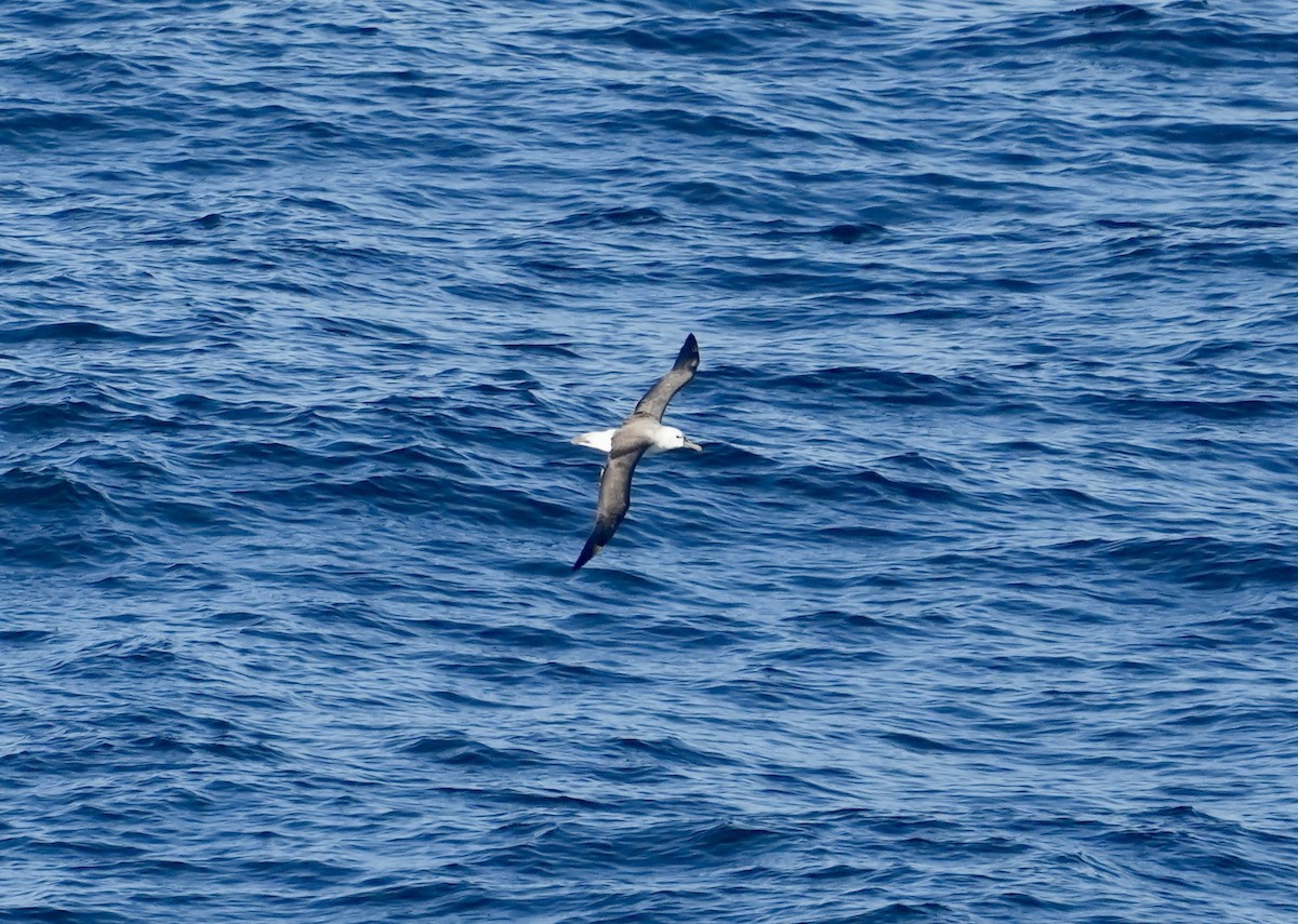 Atlantic Yellow-nosed Albatross - Anthony Schlencker