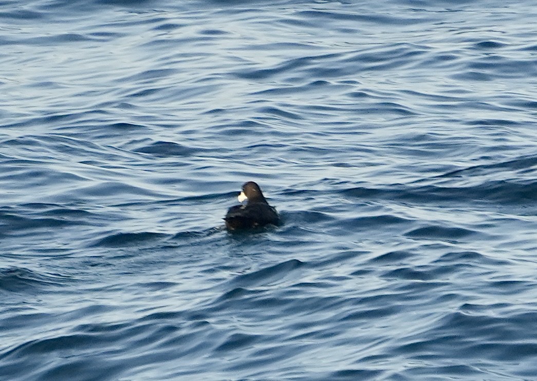 White-chinned Petrel - Anthony Schlencker