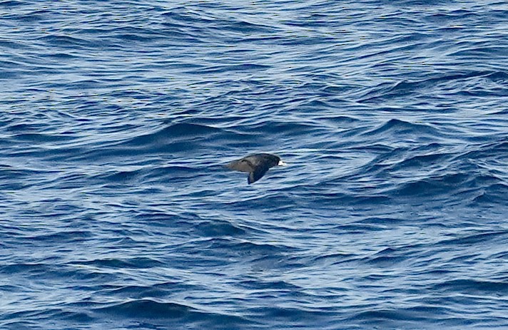 White-chinned Petrel - Anthony Schlencker