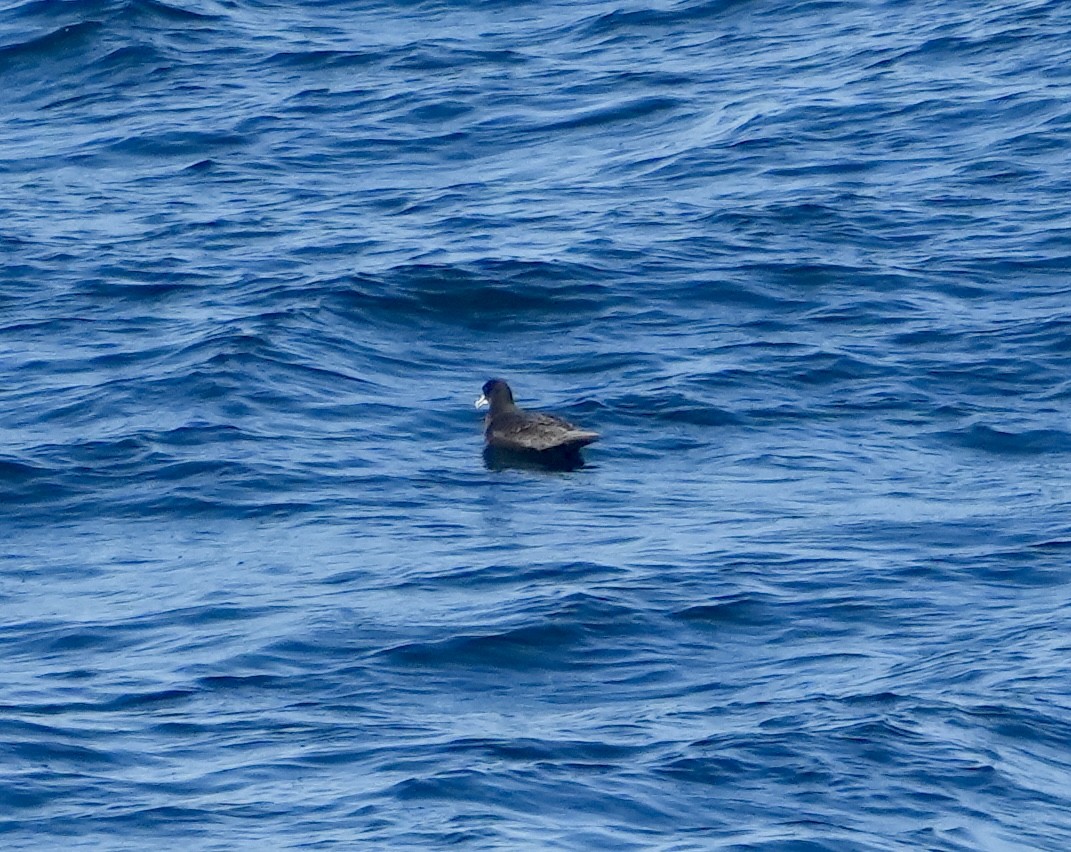 Puffin à menton blanc - ML619560485