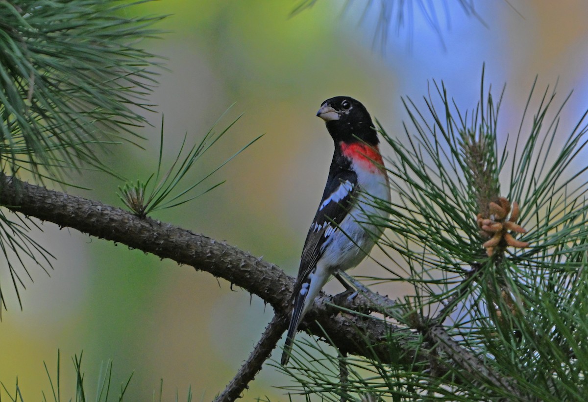 Rose-breasted Grosbeak - Paul Nale