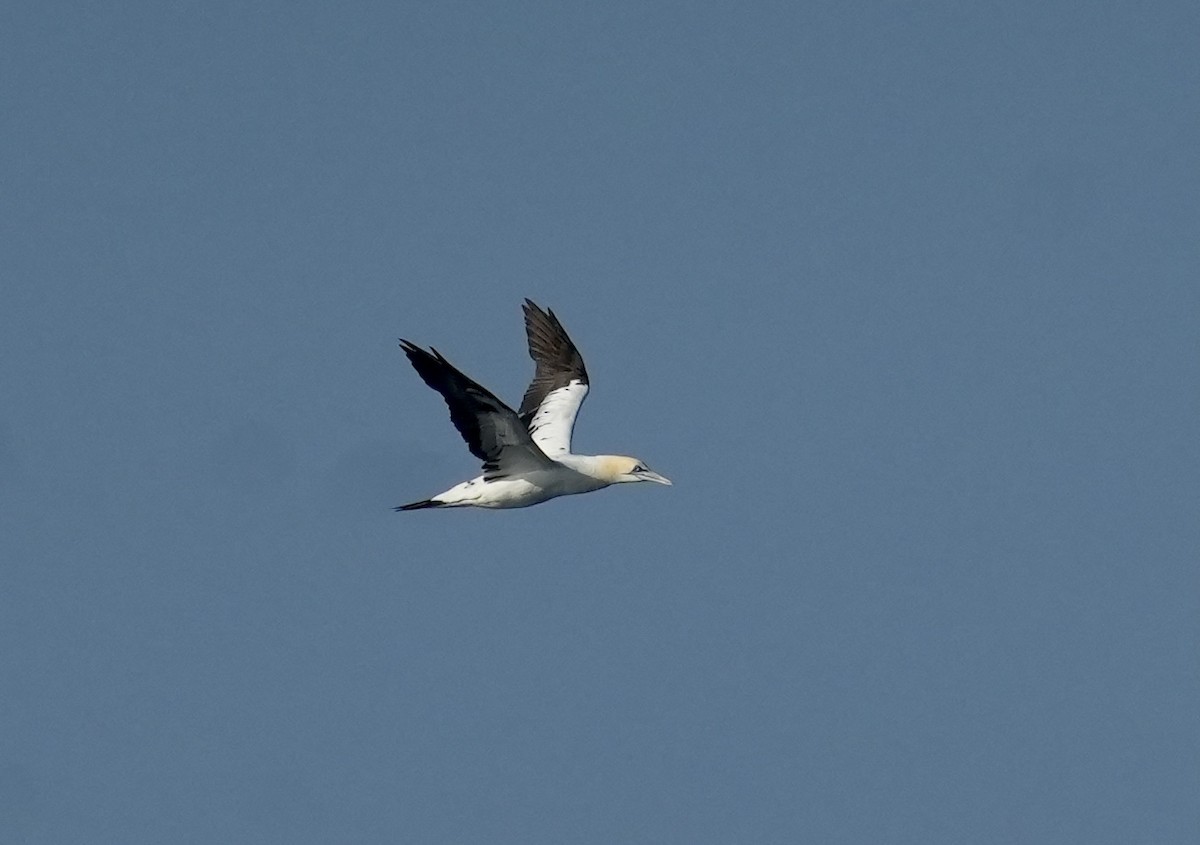 Cape Gannet - Anthony Schlencker