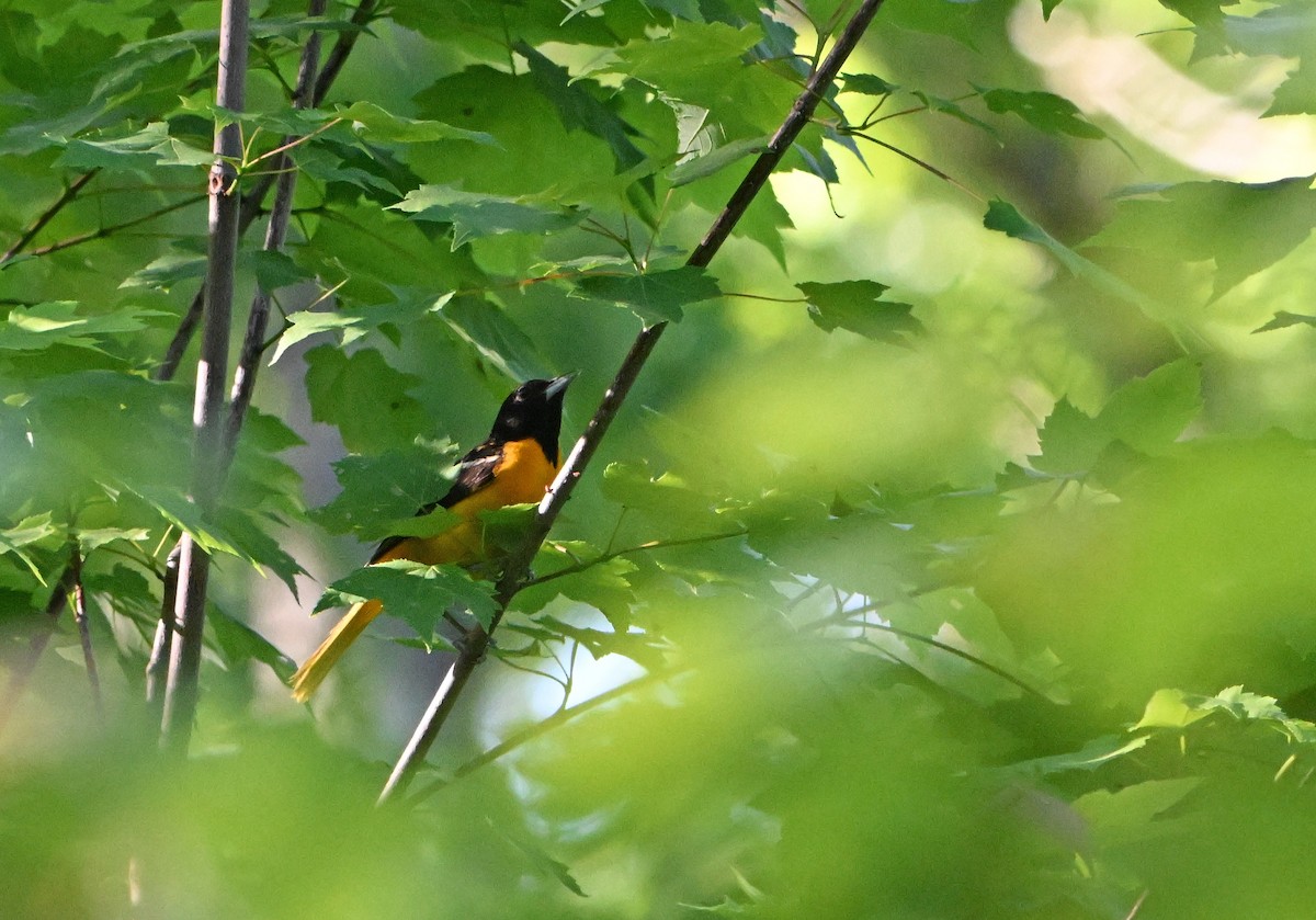 Baltimore Oriole - Paul Nale