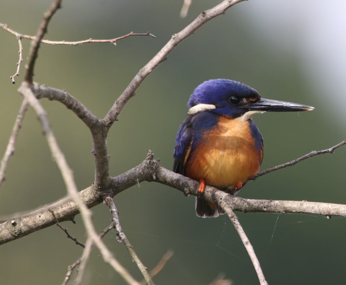 Azure Kingfisher - Vikki Pentecost