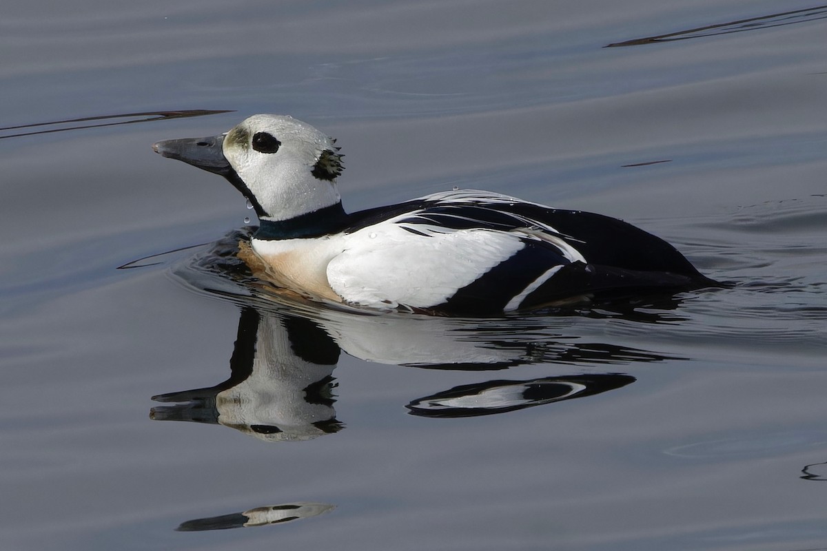 Steller's Eider - Eric Barnes