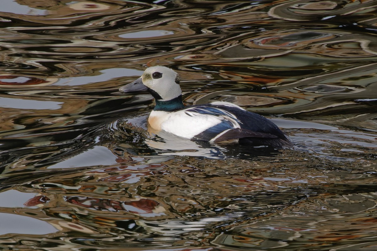 Steller's Eider - Eric Barnes