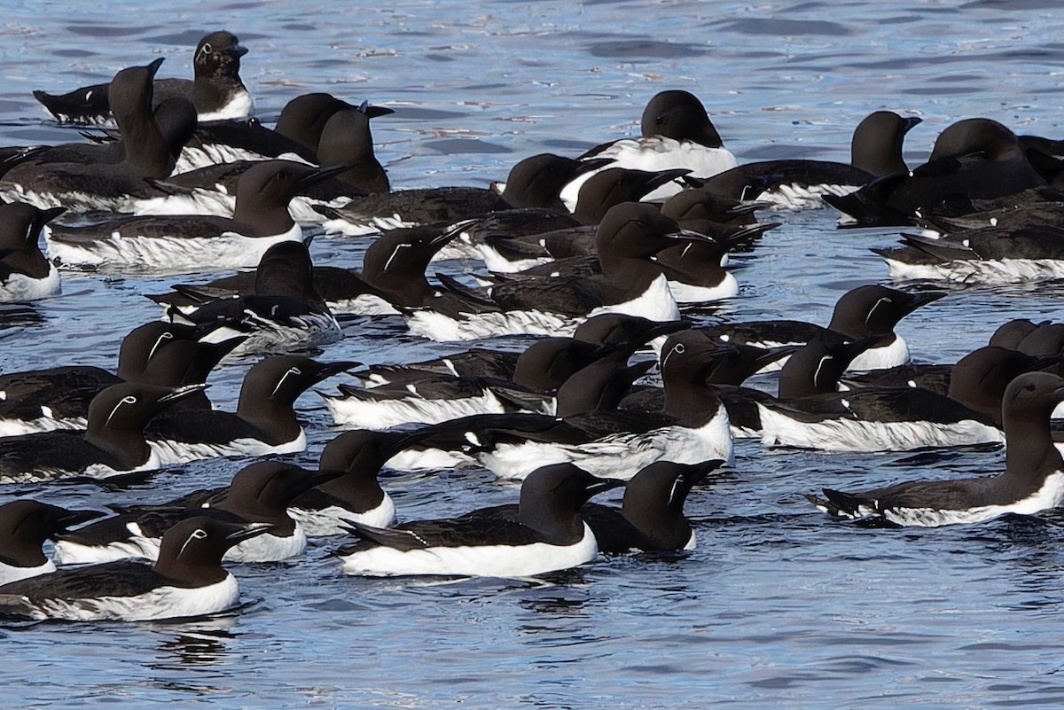 Thick-billed Murre - Eric Barnes