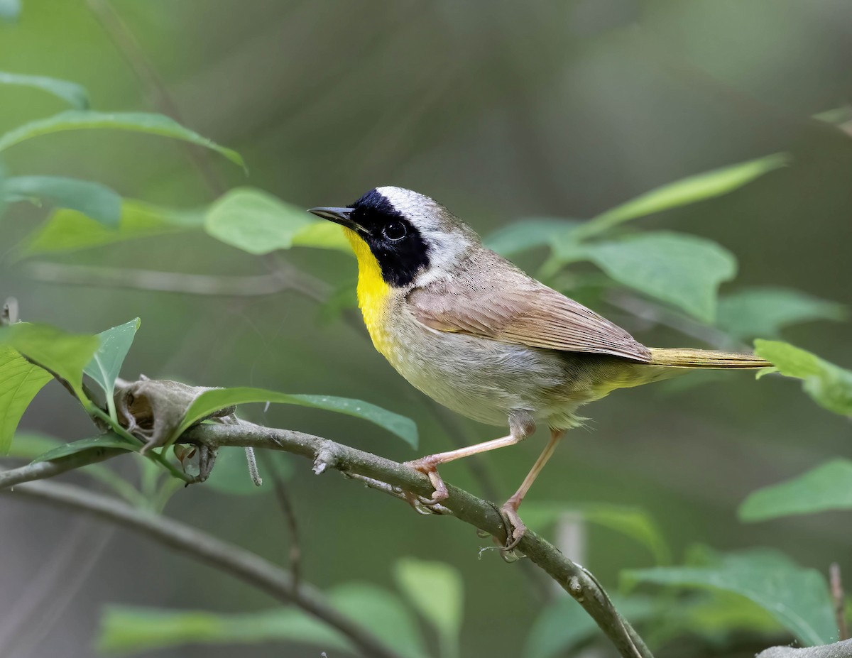 Common Yellowthroat - Brian Smith