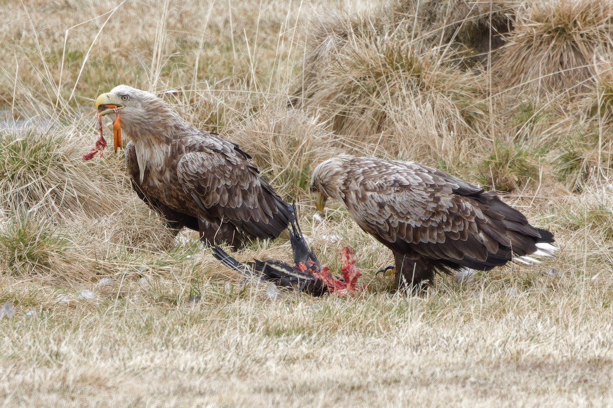 White-tailed Eagle - Eric Barnes