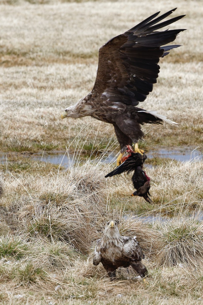 White-tailed Eagle - Eric Barnes