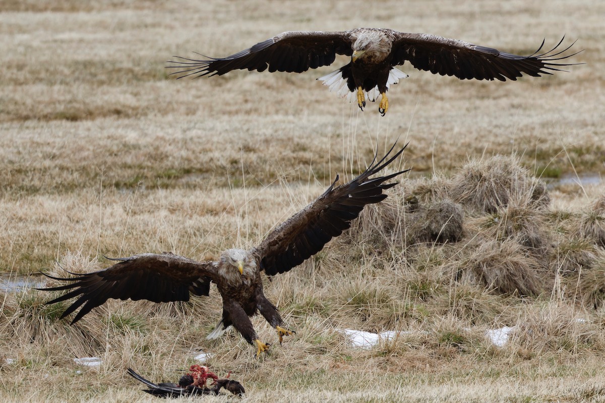 White-tailed Eagle - Eric Barnes