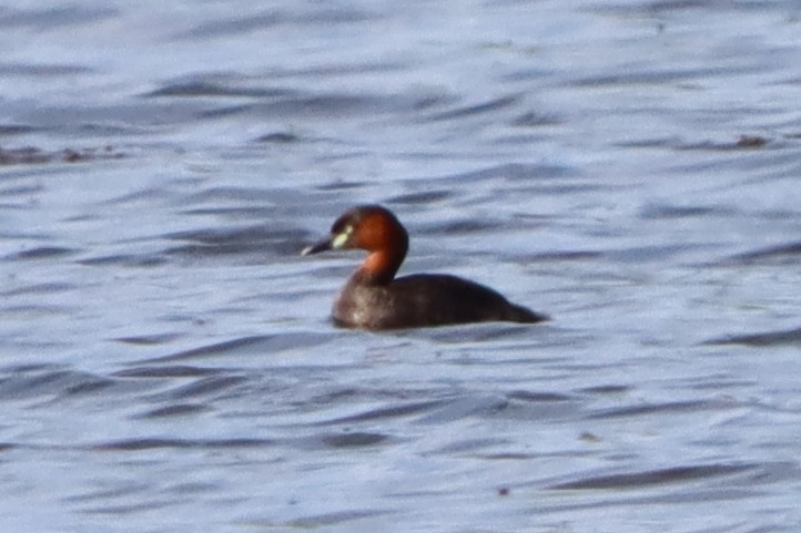 Little Grebe - David Morrison