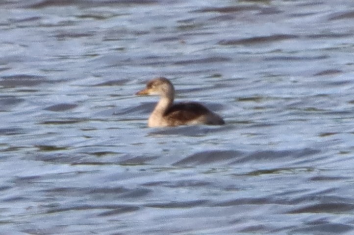 Little Grebe - David Morrison