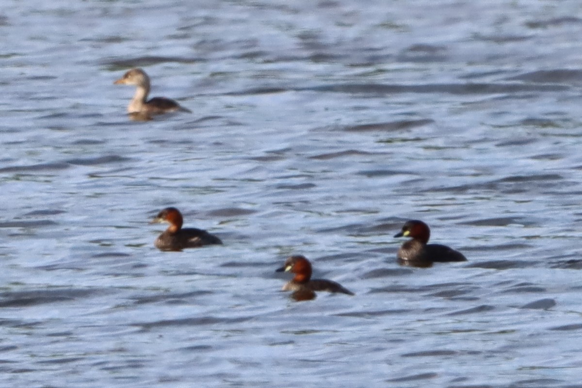 Little Grebe - David Morrison