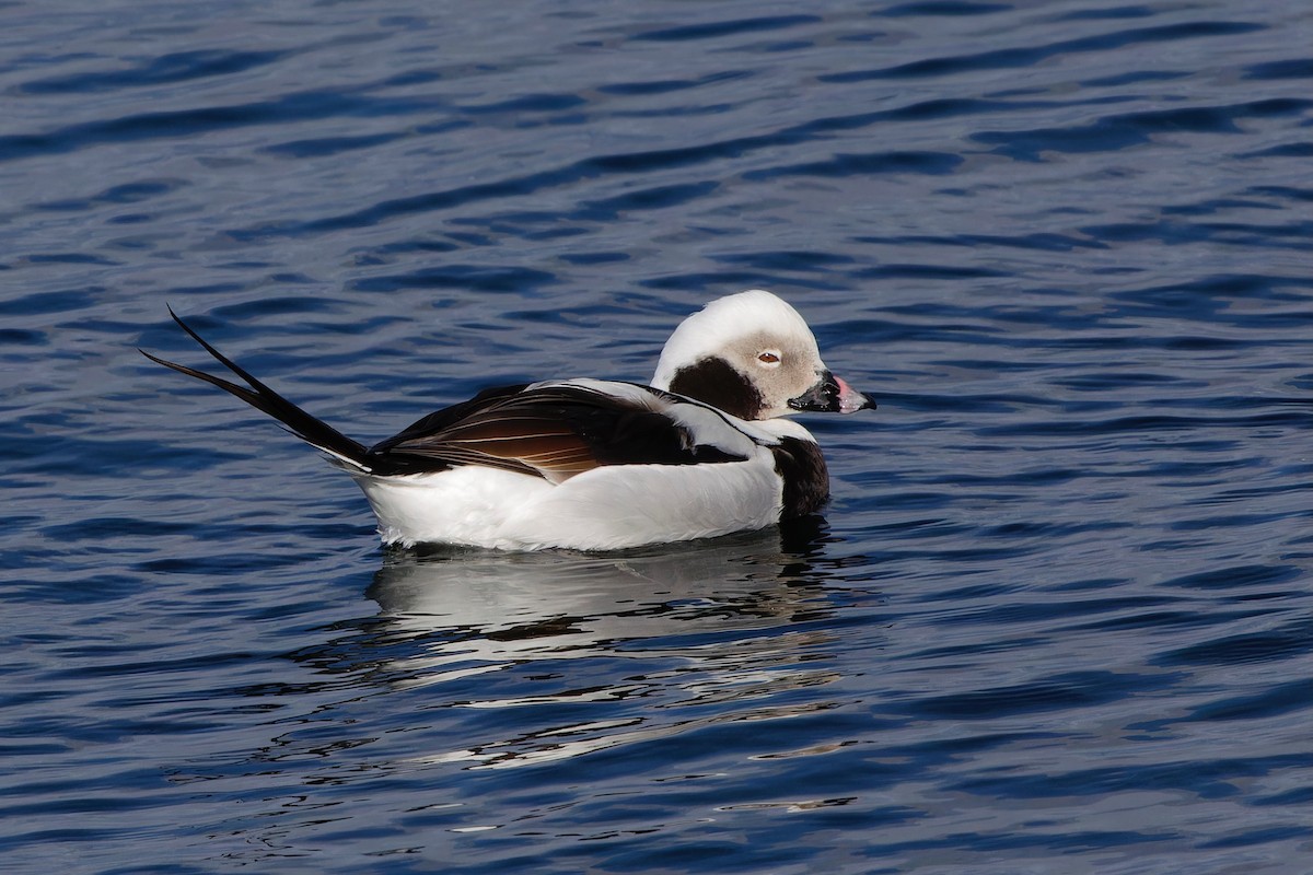 Long-tailed Duck - Eric Barnes