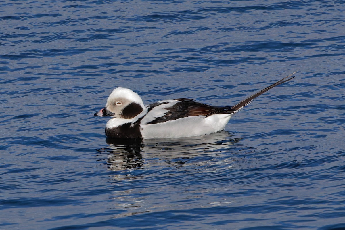 Long-tailed Duck - Eric Barnes