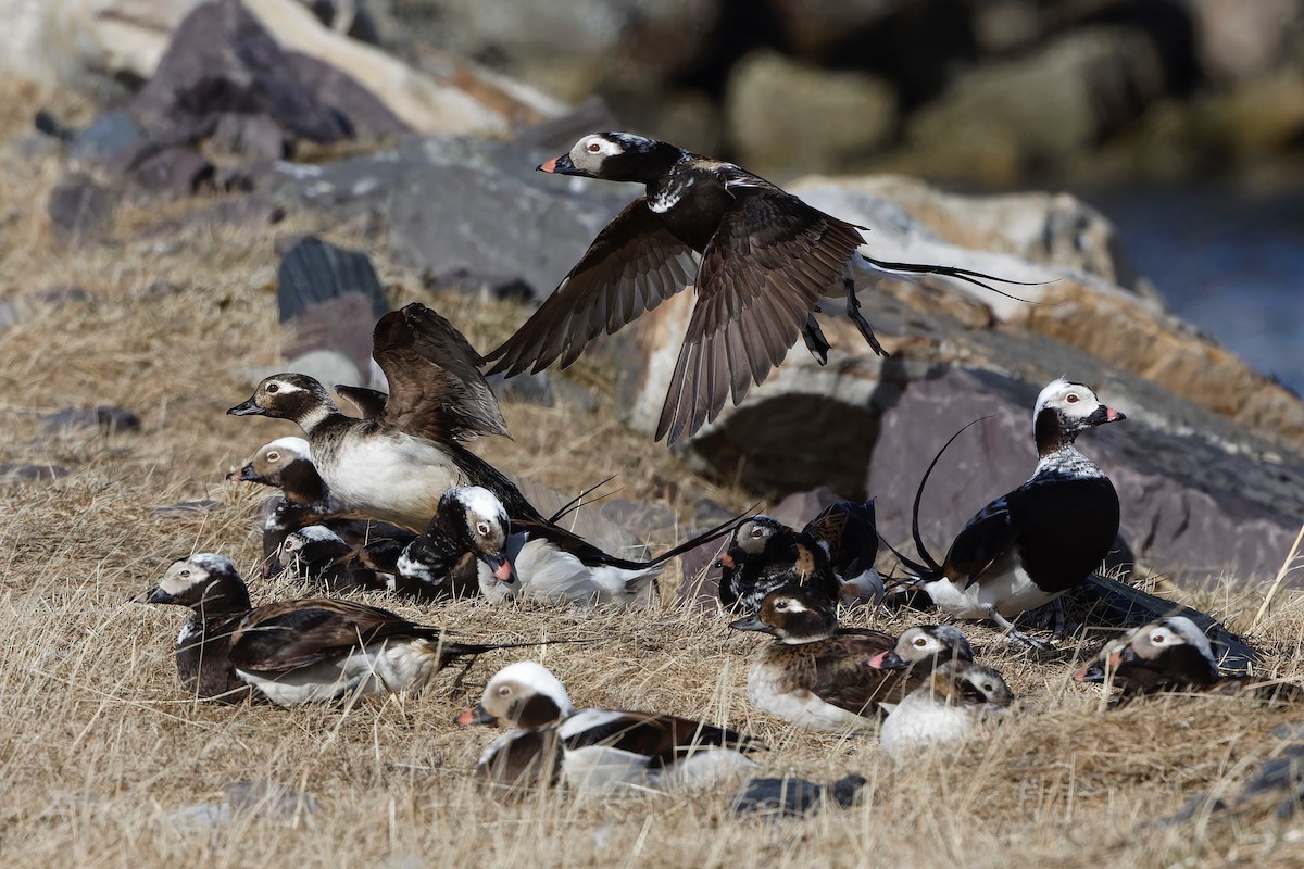 Long-tailed Duck - Eric Barnes