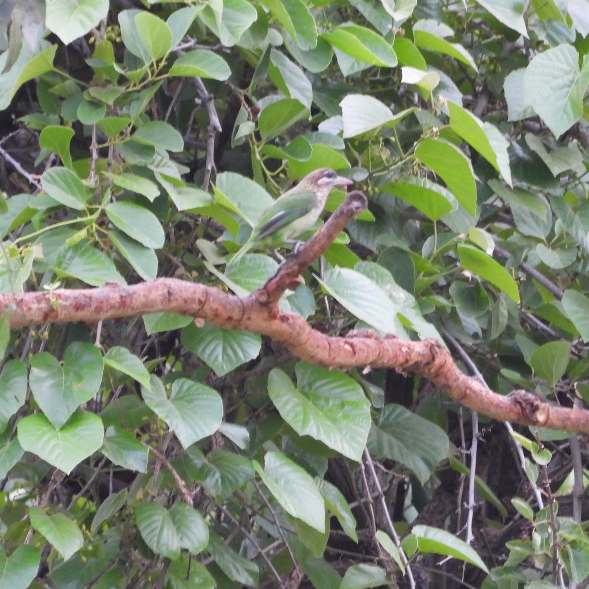 White-cheeked Barbet - Ranjeet Rane