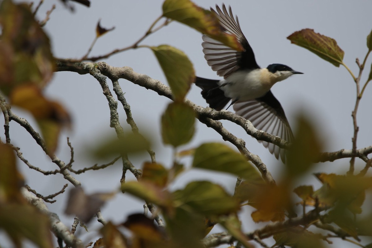 Restless Flycatcher - Vikki Pentecost