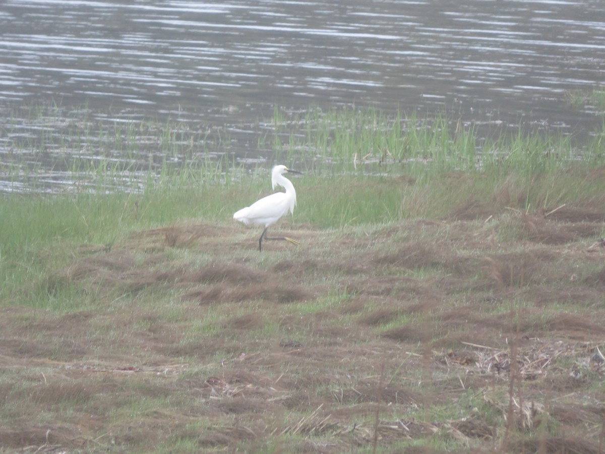 Snowy Egret - William Kuk