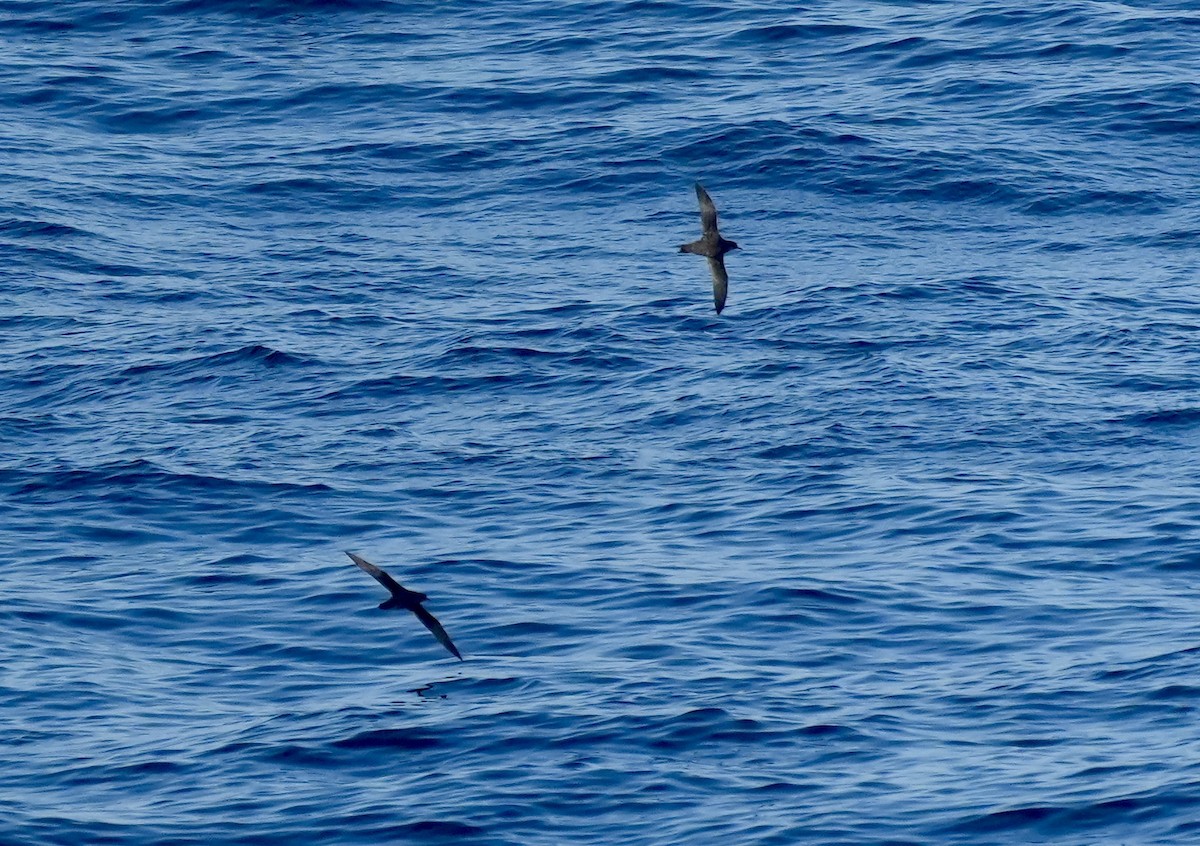 Sooty Shearwater - Anthony Schlencker