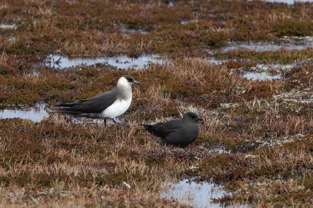 Parasitic Jaeger - Eric Barnes